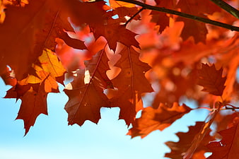 Vibrant Red Oak Leaves Against Blue Sky in Autumn