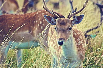 Spotted Deer with Antlers in Tall Grass Field