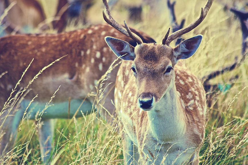 Spotted Deer with Antlers in Tall Grass Field
