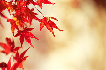 Vibrant Red Maple Leaves in Autumn with Blurred Background