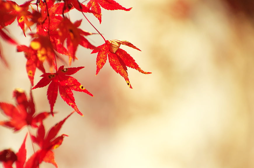 Vibrant Red Maple Leaves in Autumn with Blurred Background