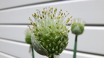 Close-up of blooming Allium flower with white stamens