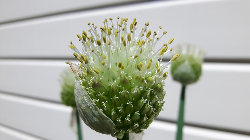 Close-up of blooming Allium flower with white stamens