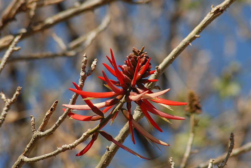 Vibrant Red Coral Tree Flower on Branch