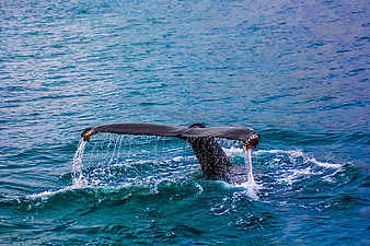 Whale Tail Diving into Blue Ocean Water