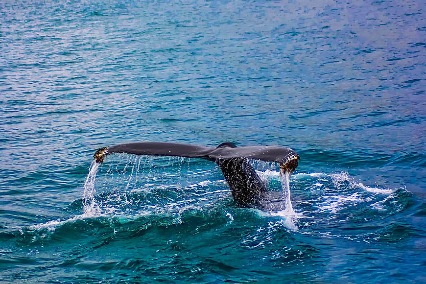 Whale Tail Diving into Blue Ocean Water