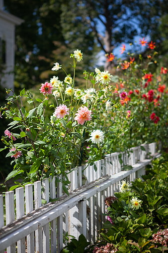 Colorful Dahlias Blooming Behind White Picket Fence