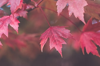 Close-up of vibrant red maple leaves in autumn