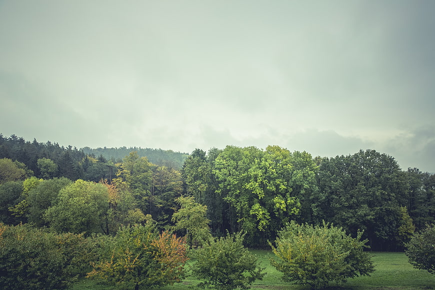 Serene Forest Landscape with Overcast Sky and Green Trees