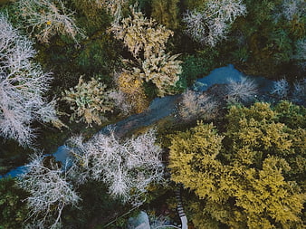Aerial view of winding river through autumn forest canopy