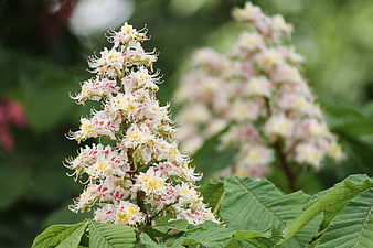 White Horse Chestnut Blossoms in Spring Garden