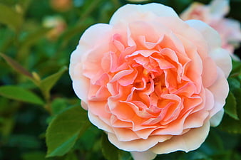 Close-up of a beautiful peach and pink rose flower