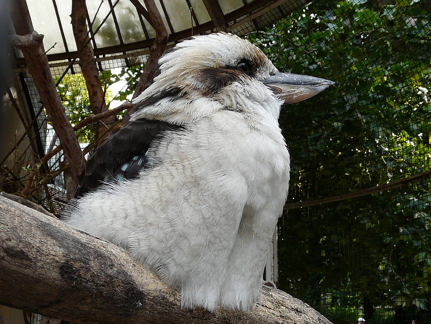 Laughing Kookaburra Perched on Branch in Zoo Enclosure