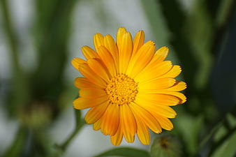 Vibrant Orange Calendula Flower Close-Up