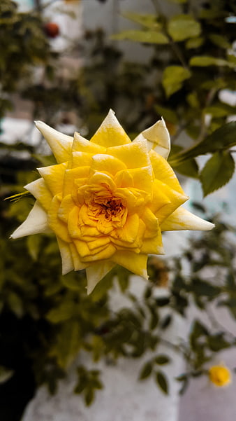 Close-up of a vibrant yellow rose with white-tipped petals