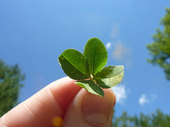 Hand holding four leaf clover against blue sky