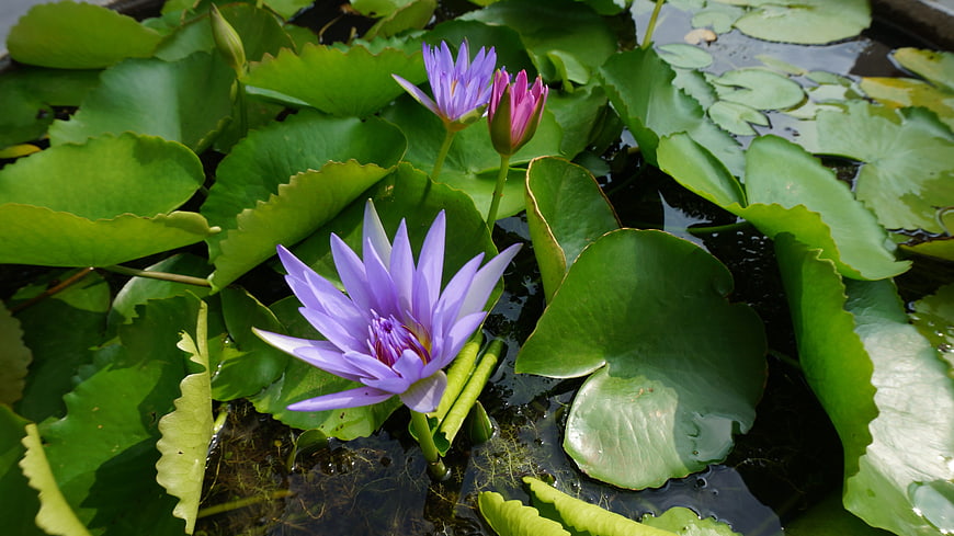 Purple water lilies blooming on green lily pads in a pond