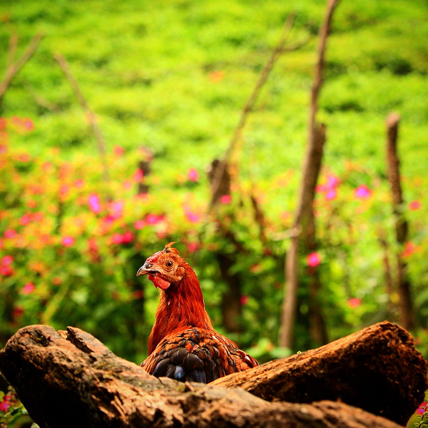 Red Rooster Perched on Log in Green Garden