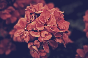 Close-up of vibrant red geranium flowers with soft focus background