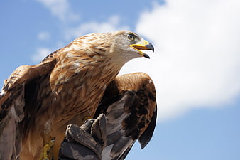 Close-up of a Golden Eagle Perched on a Falconer's Glove