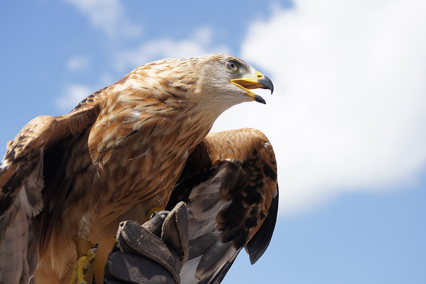 Close-up of a Golden Eagle Perched on a Falconer's Glove