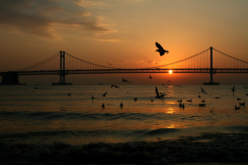 Sunset Silhouette of Suspension Bridge with Seagulls