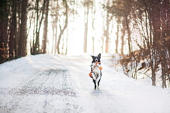 Happy Border Collie Running with Rope Toy on Snowy Forest Path