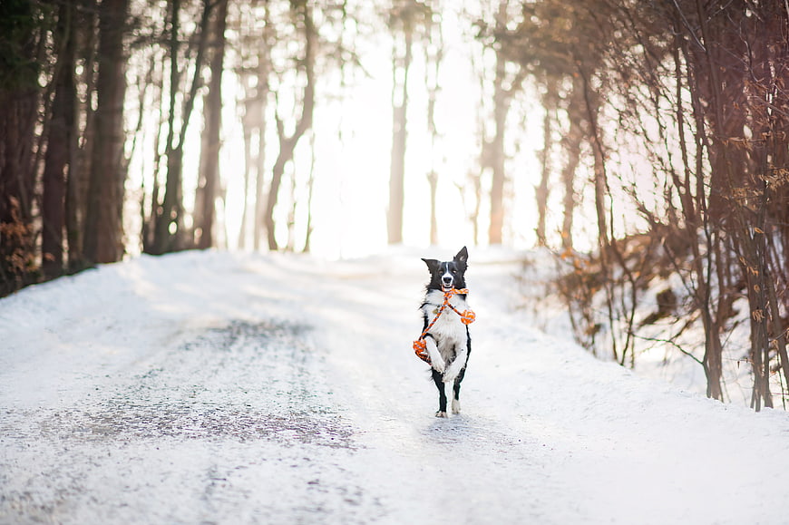Happy Border Collie Running with Rope Toy on Snowy Forest Path