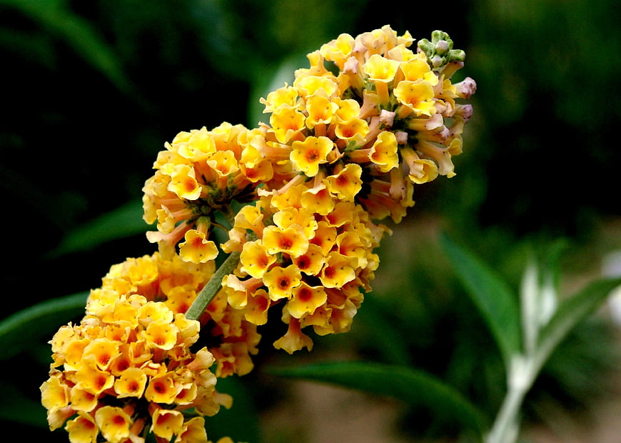 Close-up of vibrant yellow butterfly bush flowers in bloom