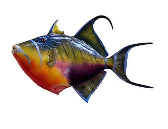 Colorful Taxidermy Triggerfish Mount On White Background