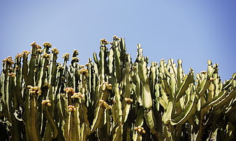 Tall green cactus with yellow flowers against blue sky