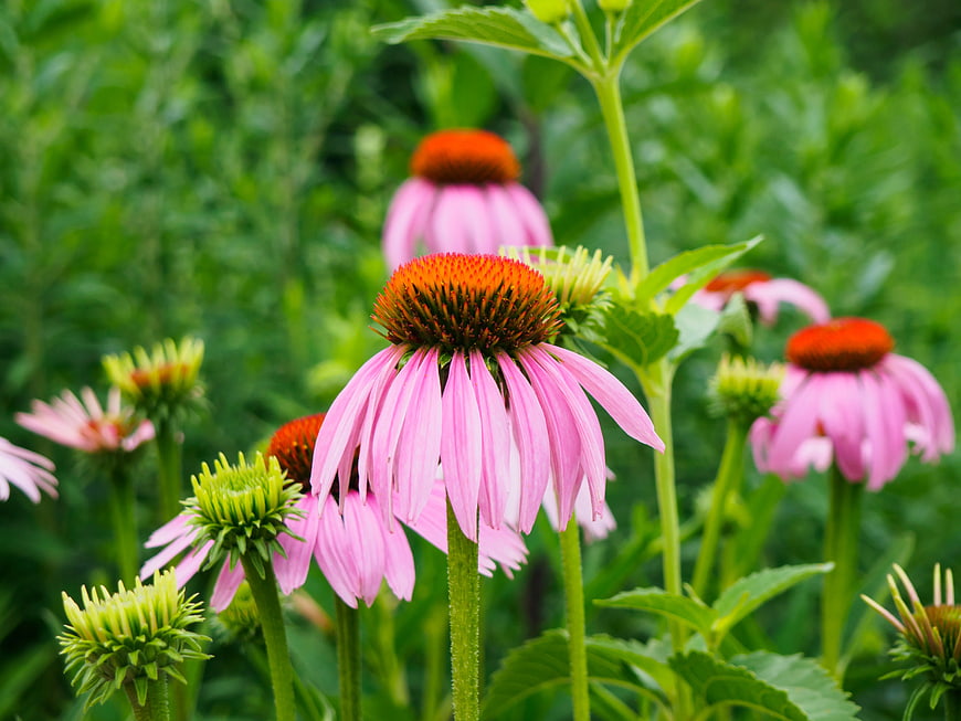 Pink Purple Coneflower Blooms in Green Garden