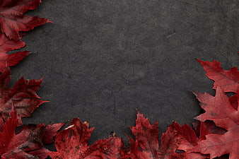 Red maple leaves on dark textured background with copyspace