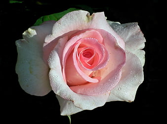 Close-up of a pink rose with water droplets on petals