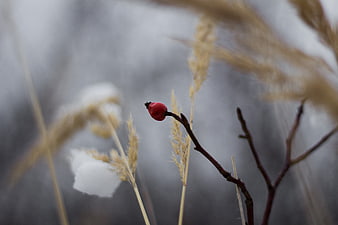 Red Rosehip Berry on Branch in Winter Snow