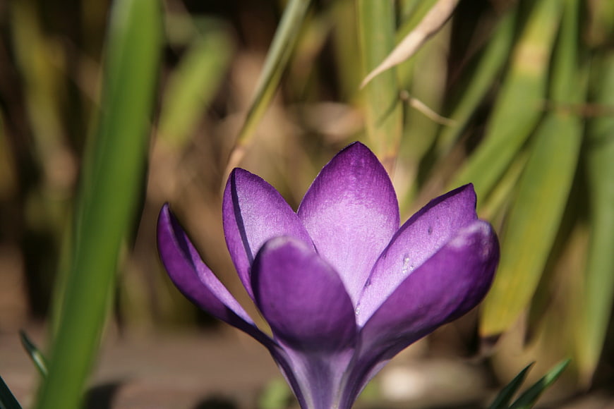 Close-up of a vibrant purple crocus flower in spring