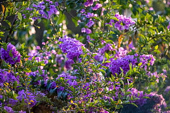 Vibrant purple flowers blooming in lush green garden sunlight
