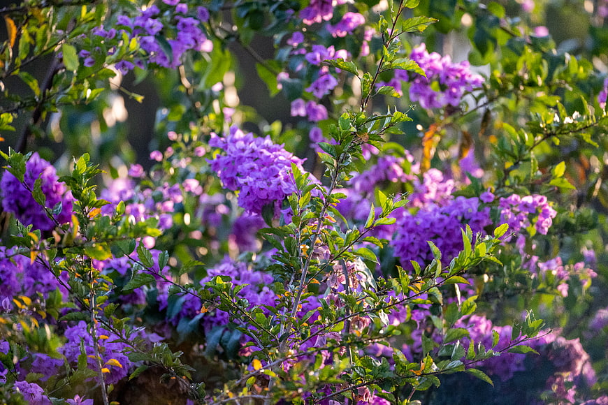 Vibrant purple flowers blooming in lush green garden sunlight
