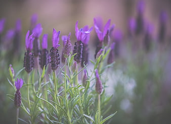 Close-up of purple lavender flowers with soft blurred background
