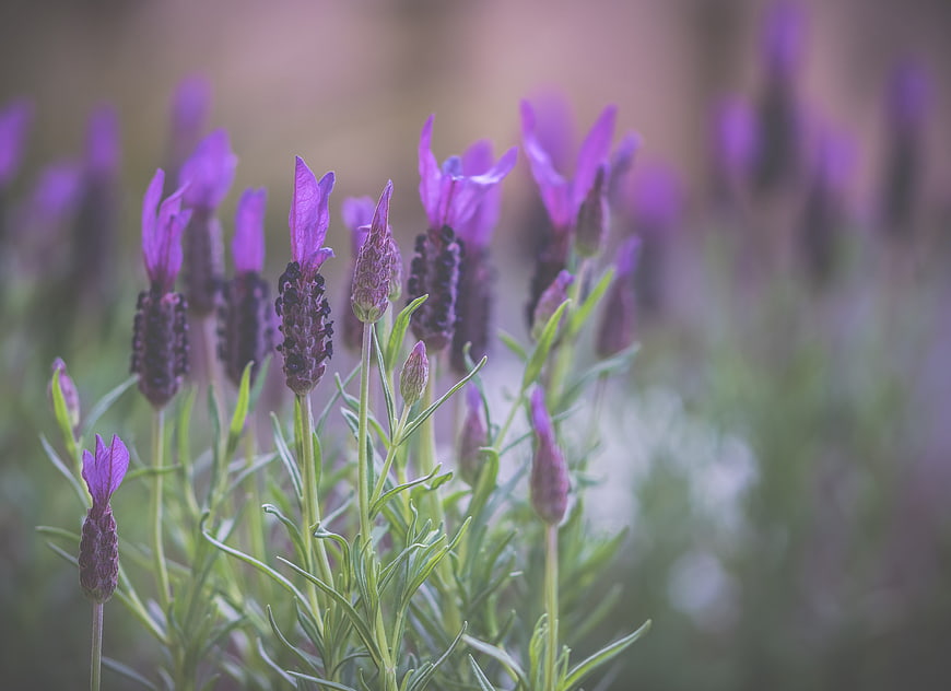Close-up of purple lavender flowers with soft blurred background
