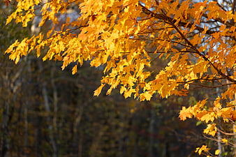 Golden Autumn Maple Leaves on Branches in Forest