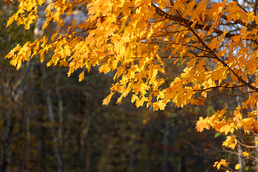Golden Autumn Maple Leaves on Branches in Forest