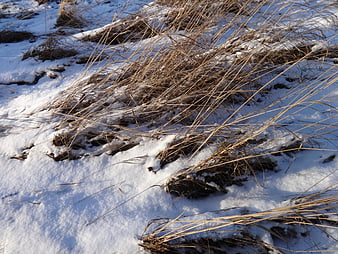 Dry Winter Grasses Growing Through Snowy Ground