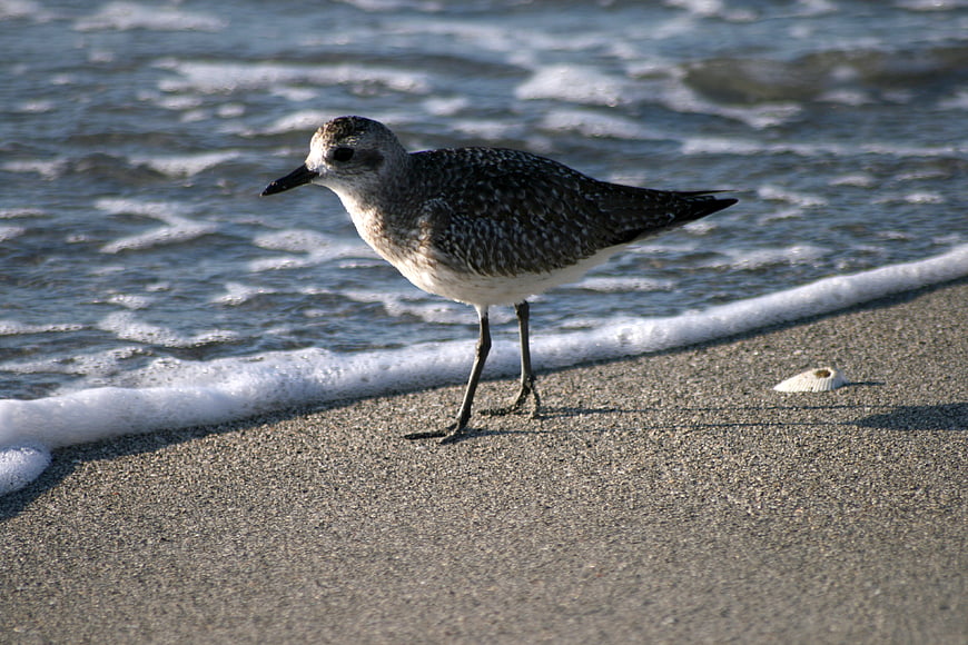 Sandpiper Bird Standing on Sandy Beach Shore