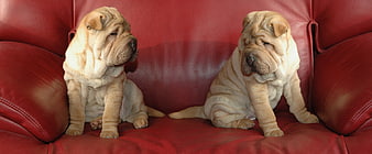 Two wrinkled Shar Pei puppies sitting on a red leather couch