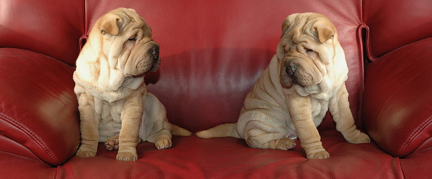 Two wrinkled Shar Pei puppies sitting on a red leather couch