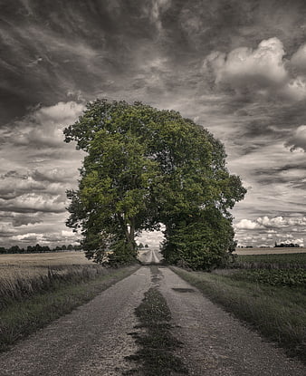 Dramatic Selective Color Tree on Rural Road