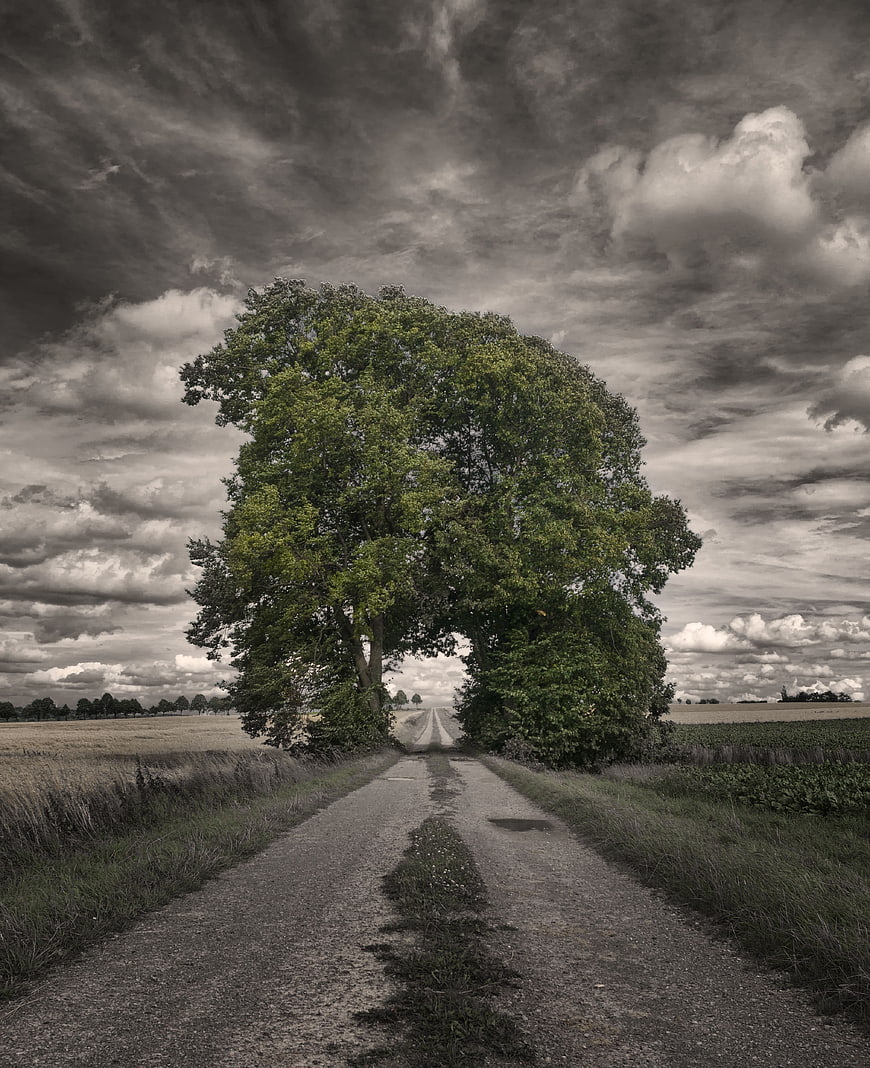 Dramatic Selective Color Tree on Rural Road
