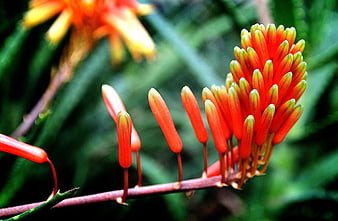 Close-up of vibrant red aloe vera flower buds on a stem