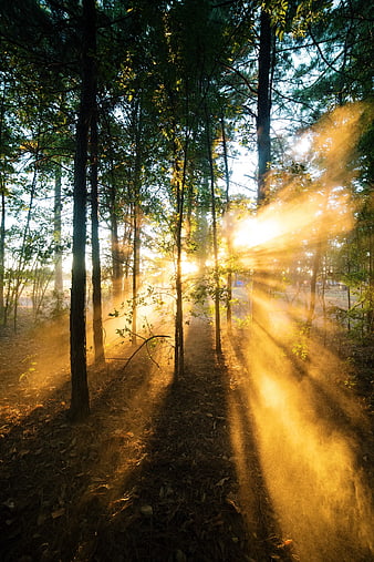 Golden Sunbeams Streaming Through Misty Pine Forest